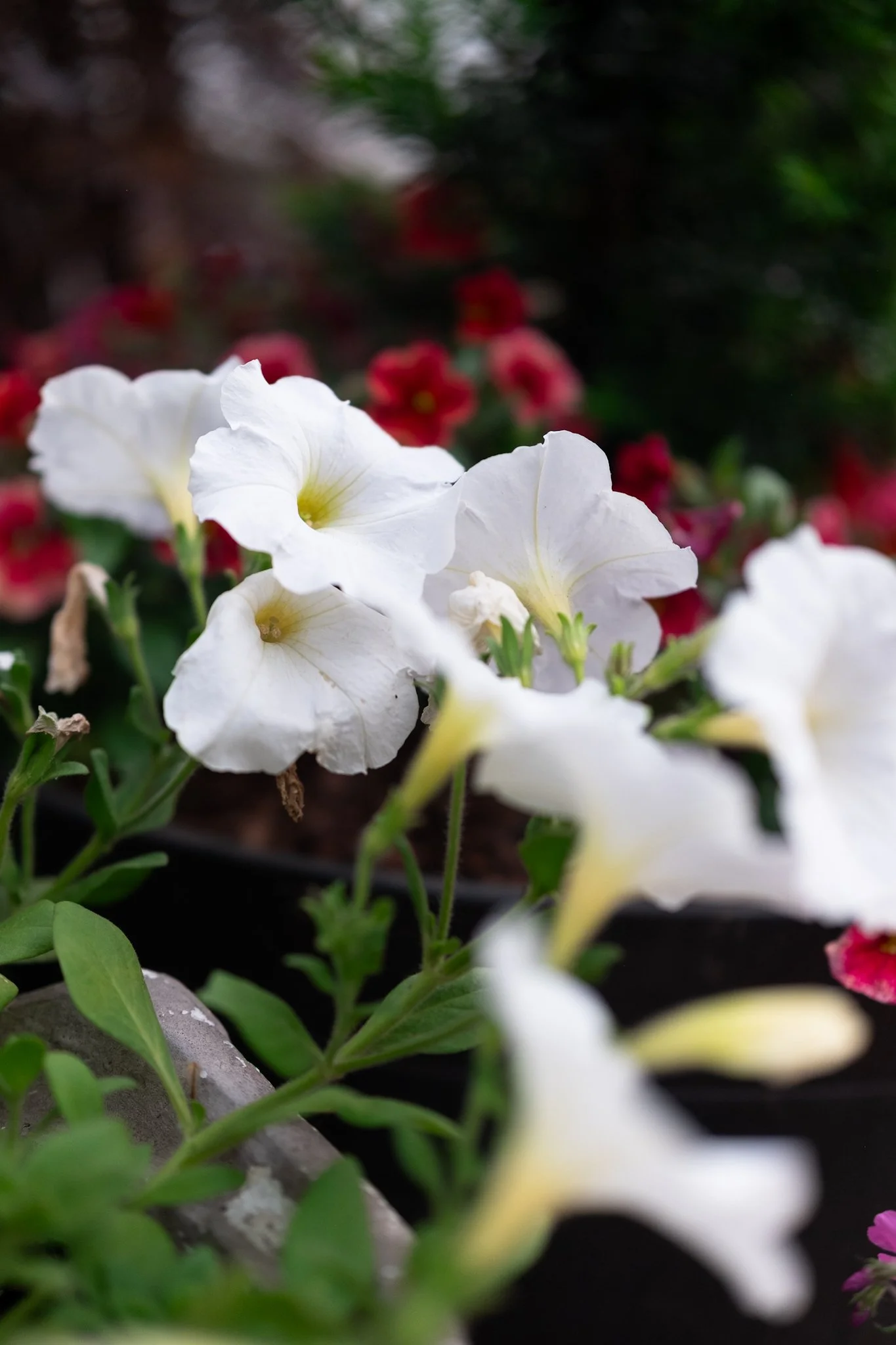 DSCF7173.jpg