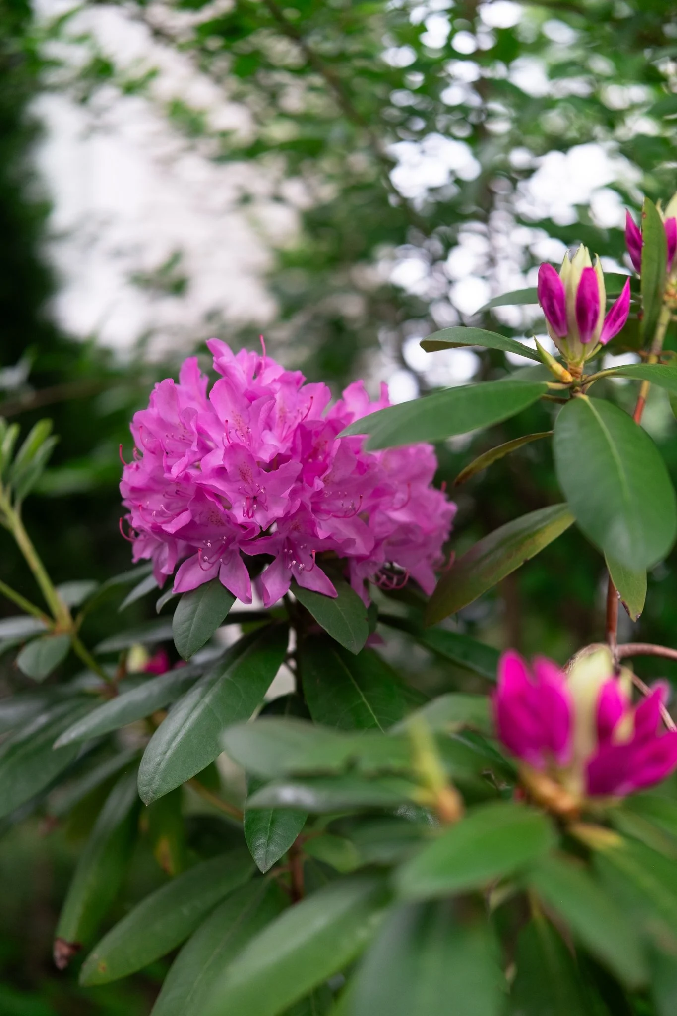 DSCF7154.jpg