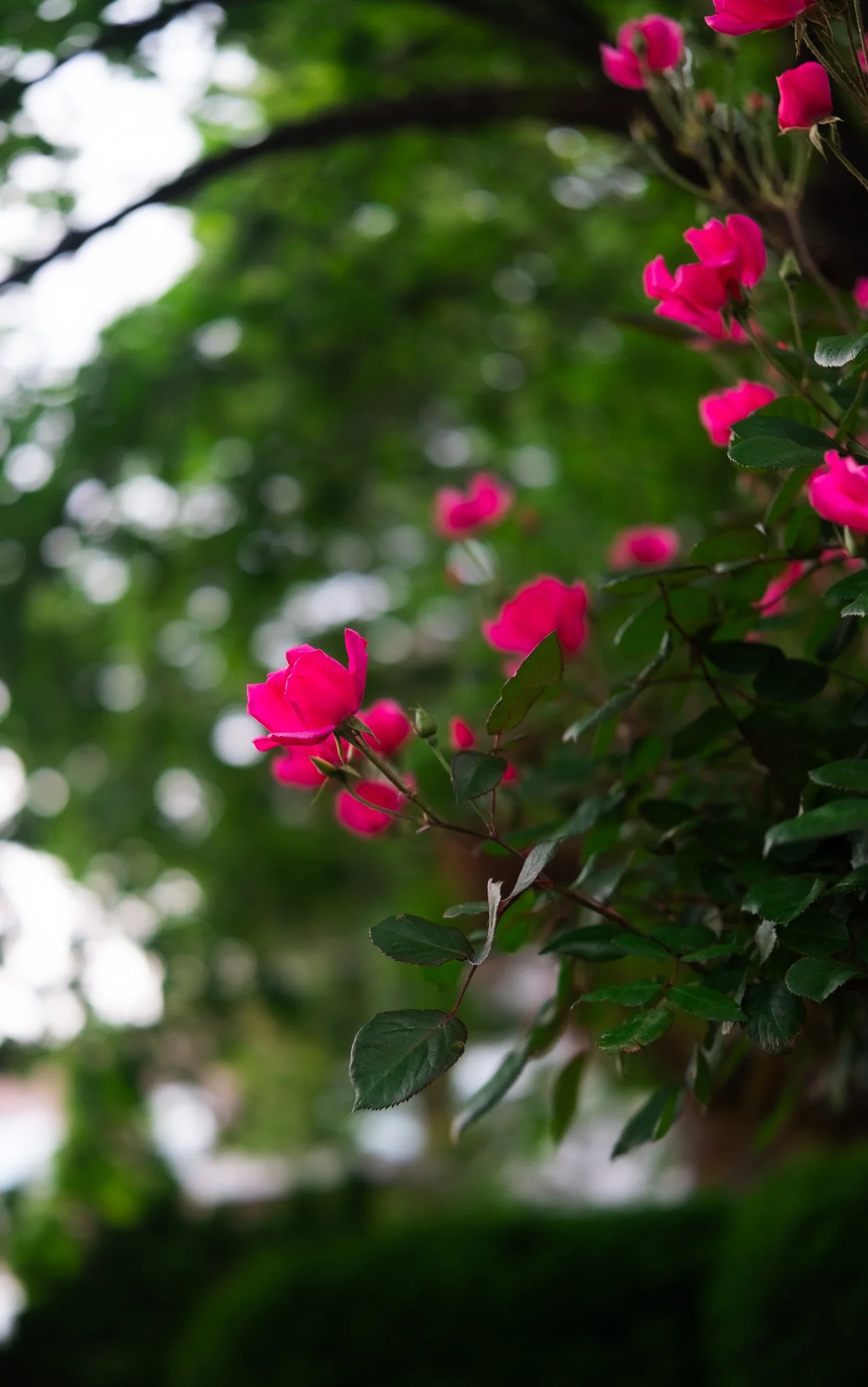DSCF7824.jpg