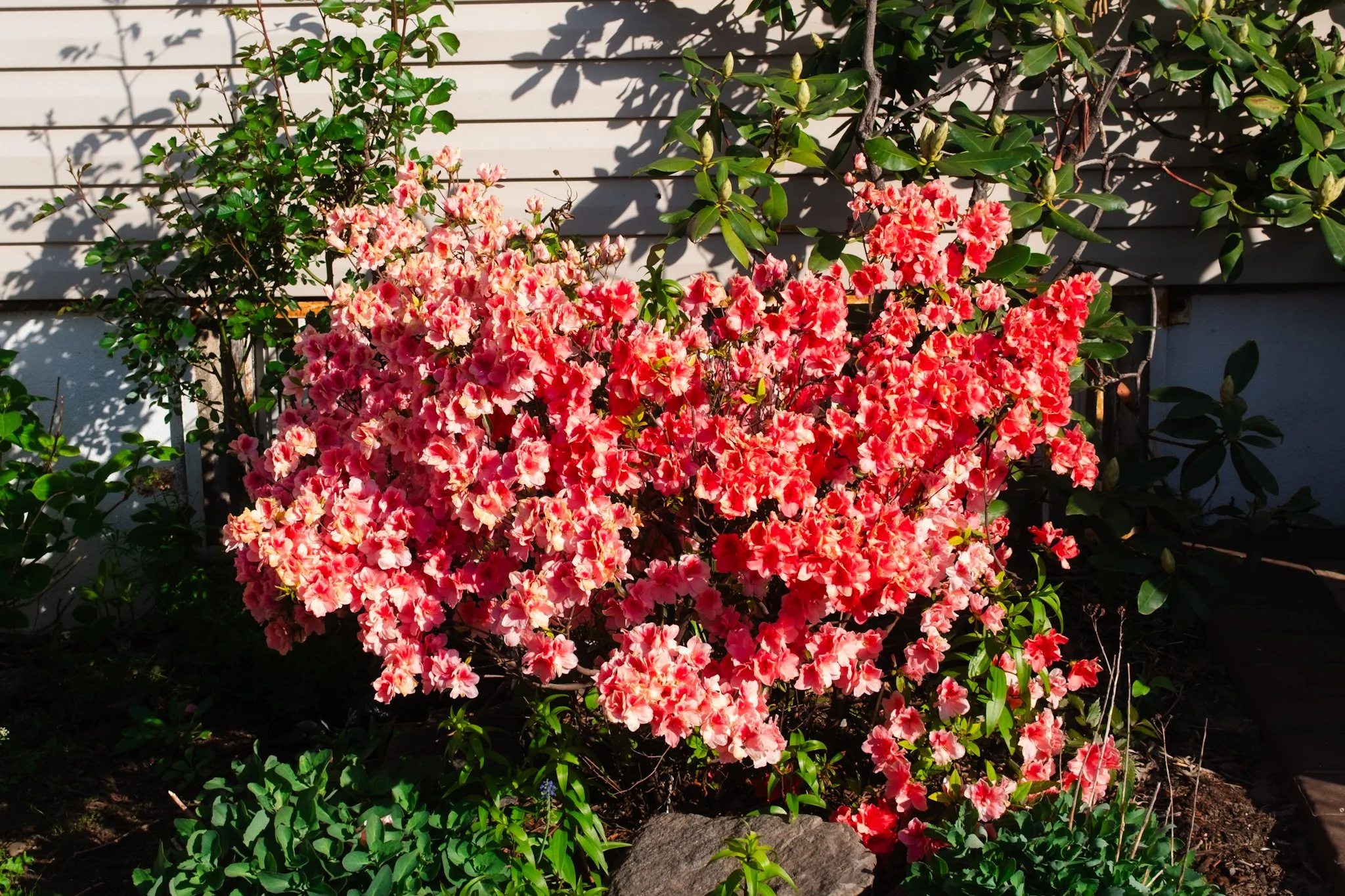 DSCF6356.jpg