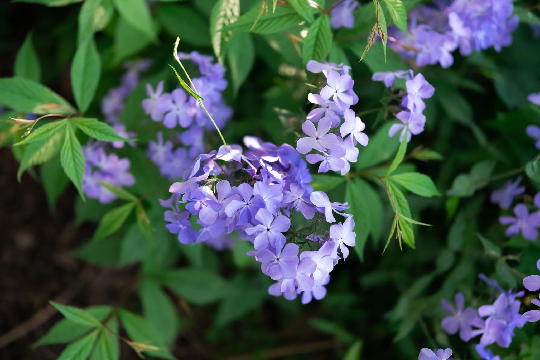 DSCF7616.jpg