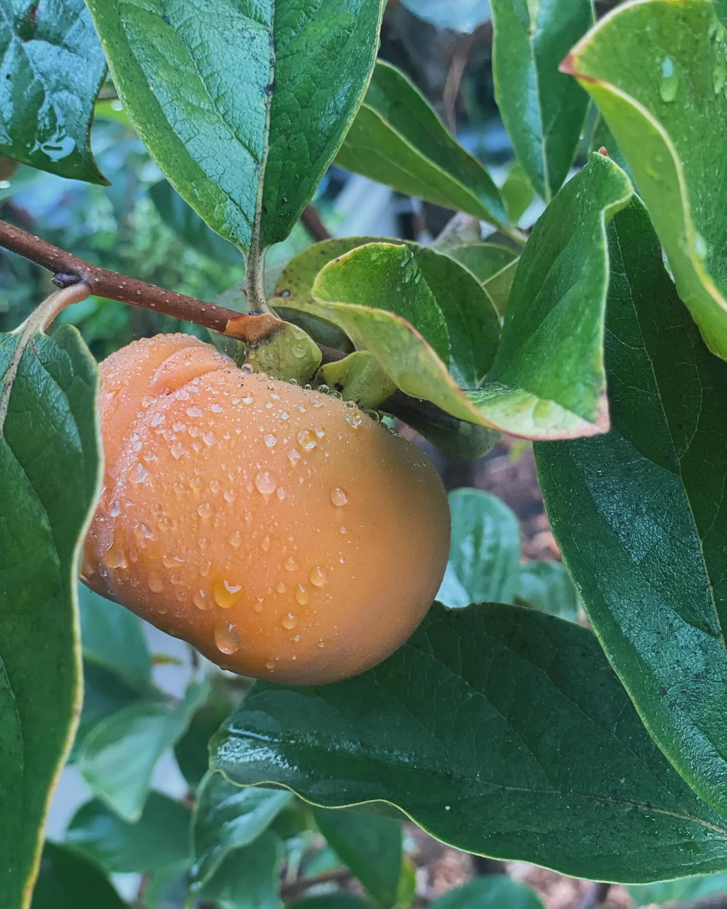 It&rsquo;s fall! The air is crisp, the sweaters are out, and the persimmons are ripening!