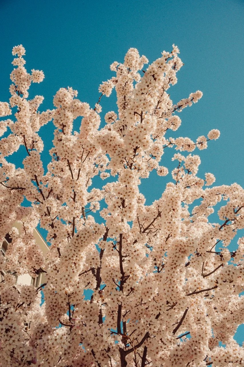 Blooming cherry blossom tree with pale pink flowers against a clear blue sky.