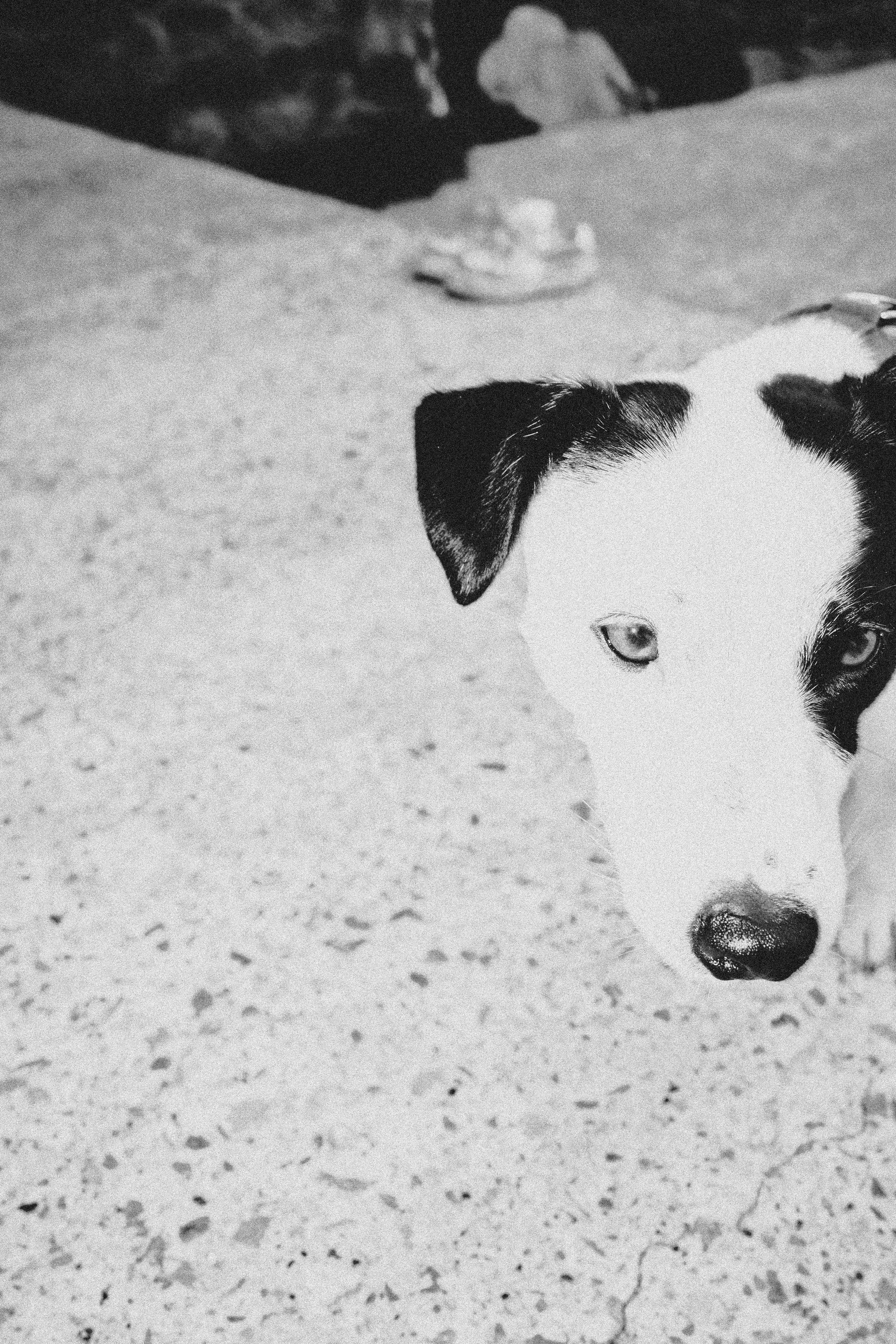 Close-up of a black and white dog with a distinctive patch over its right eye, lying on a speckled concrete surface.