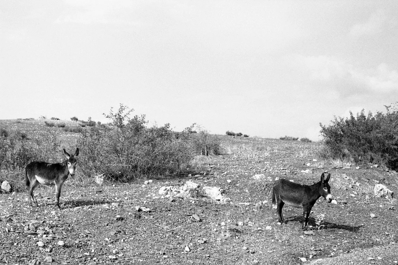 OM1 29-977 Large.jpg