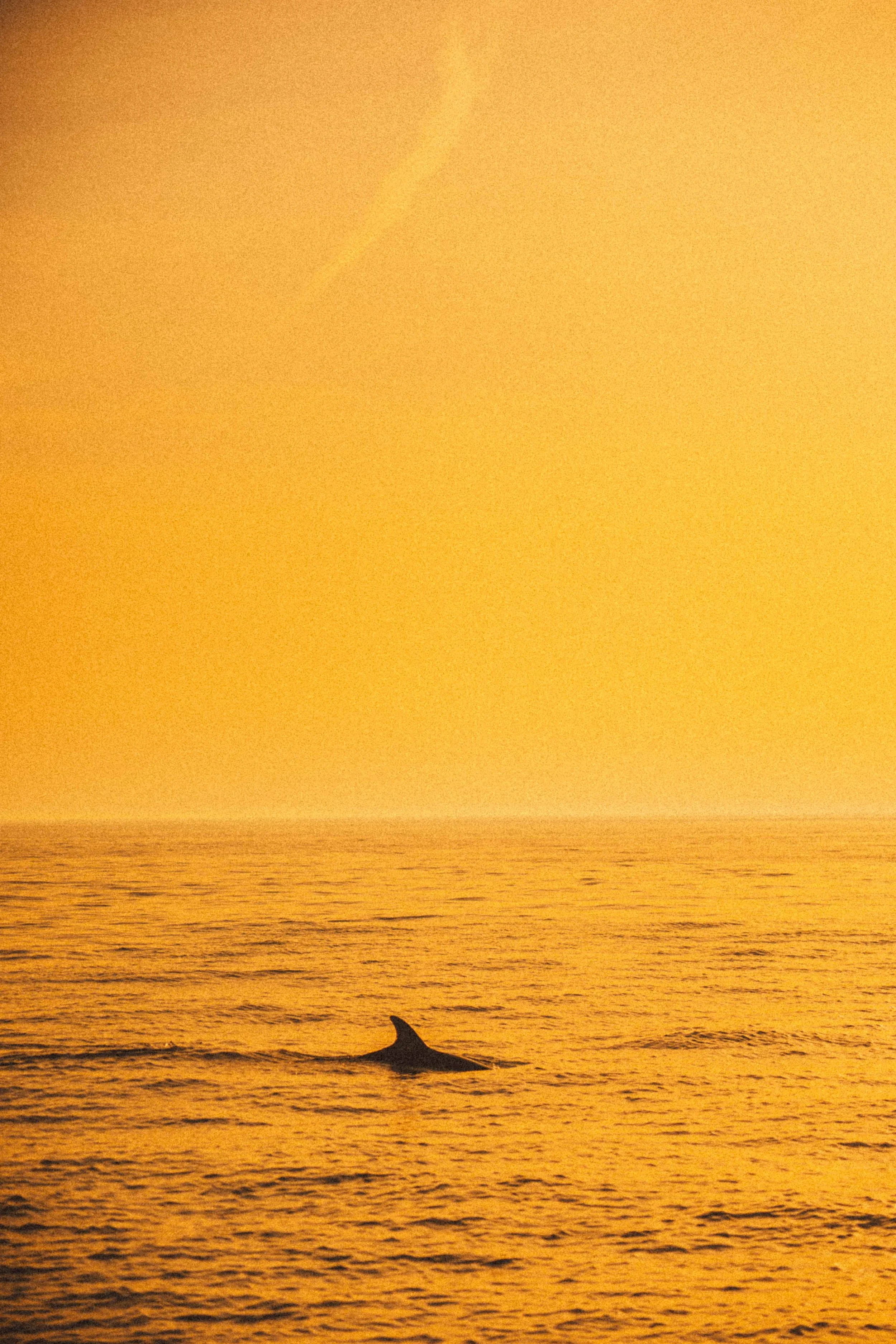 A dolphin swimming in the ocean during a golden sunset, with the silhouette of the dolphin visible above the water.