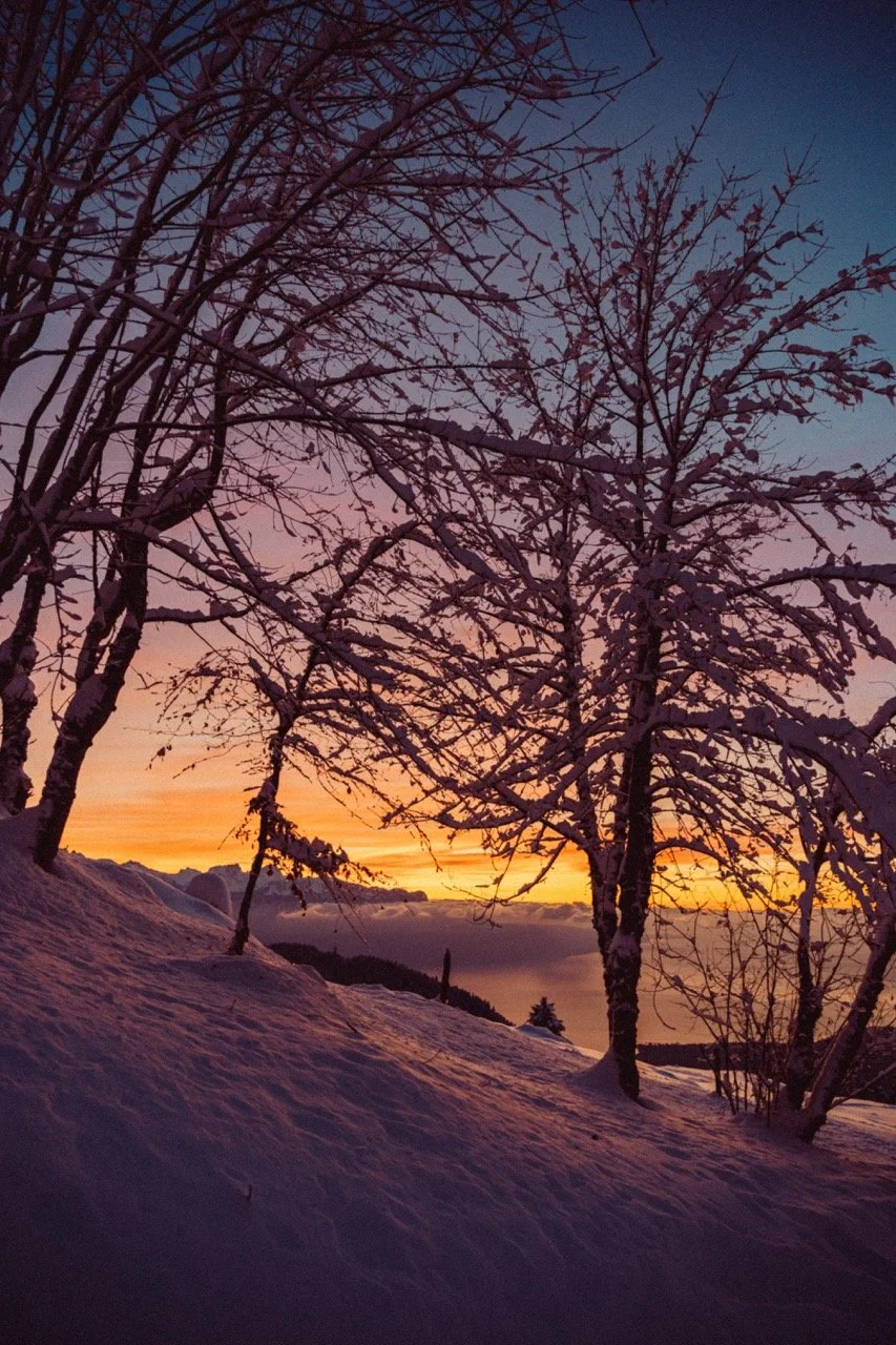 Snow-covered trees on a hill at sunset with colorful sky in the background.
