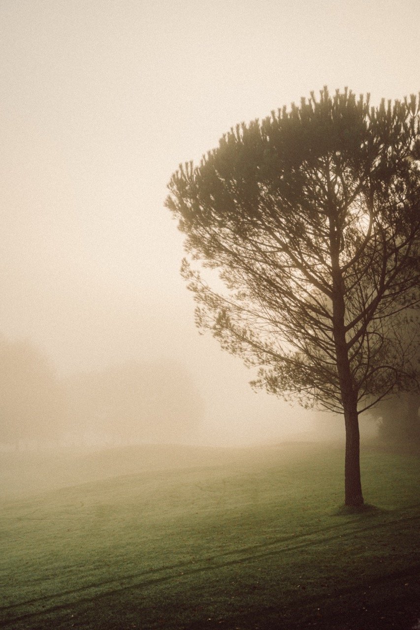 A lone tree on a grassy hill in a foggy landscape with muted colors.