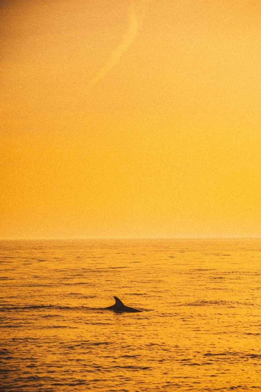 A whale's dorsal fin surfacing in the ocean during sunset, with a warm yellow-orange sky in the background.