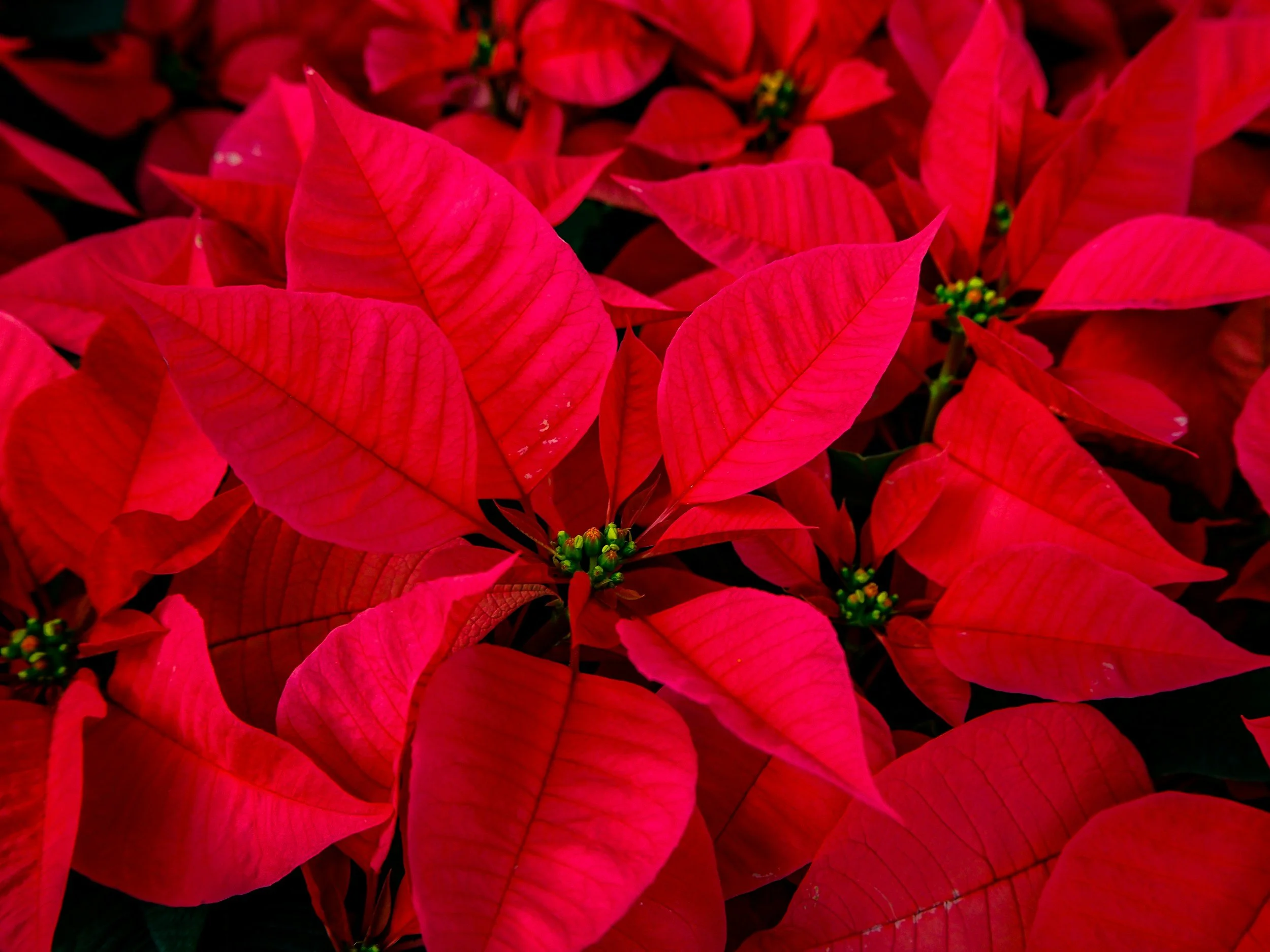 Christmas Eve poinsettia close-up for JupiterFIRST Church