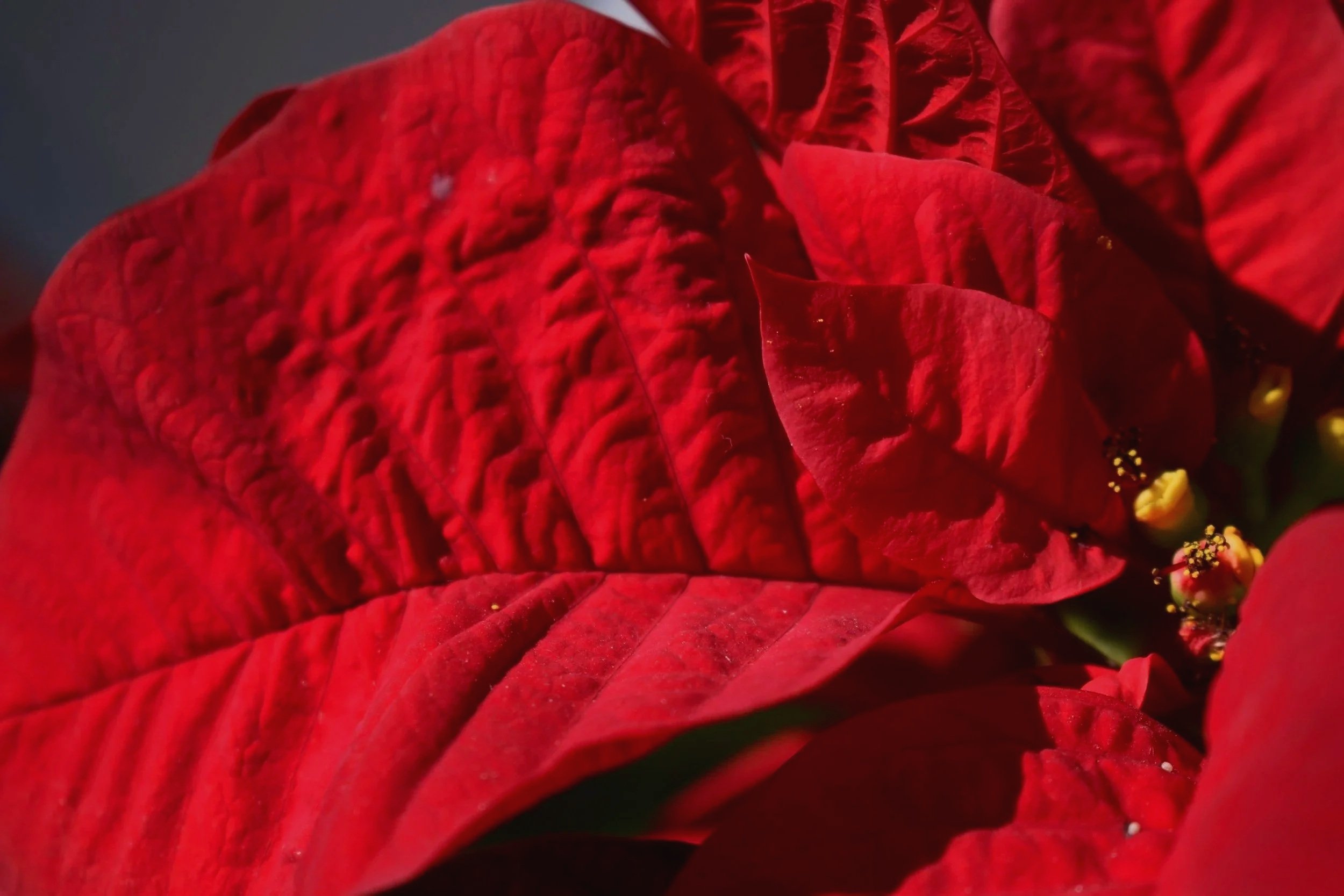 Super close-up of Christmas Eve poinsettia for JupiterFIRST Church