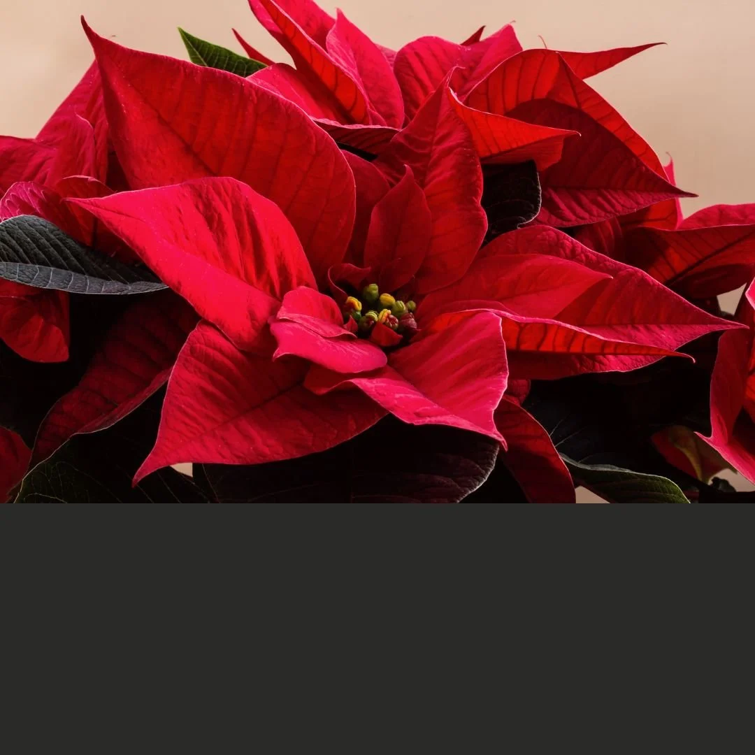 Close-up of Christmas Eve poinsettia for JupiterFIRST Church