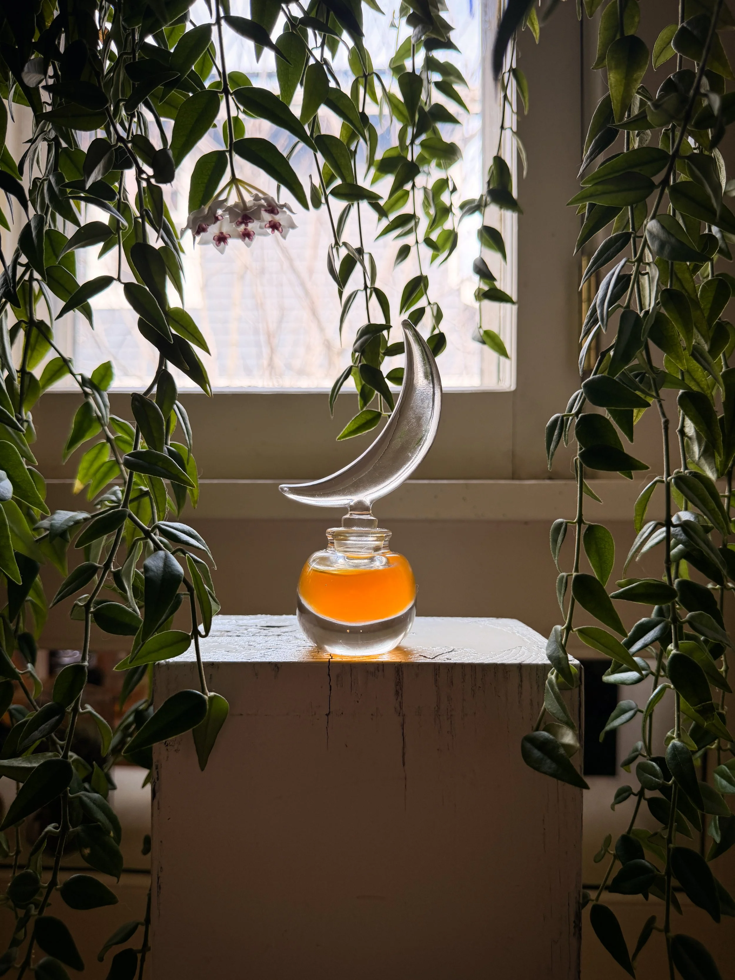 MINAX Botanical Oil Art Object - Moon 2