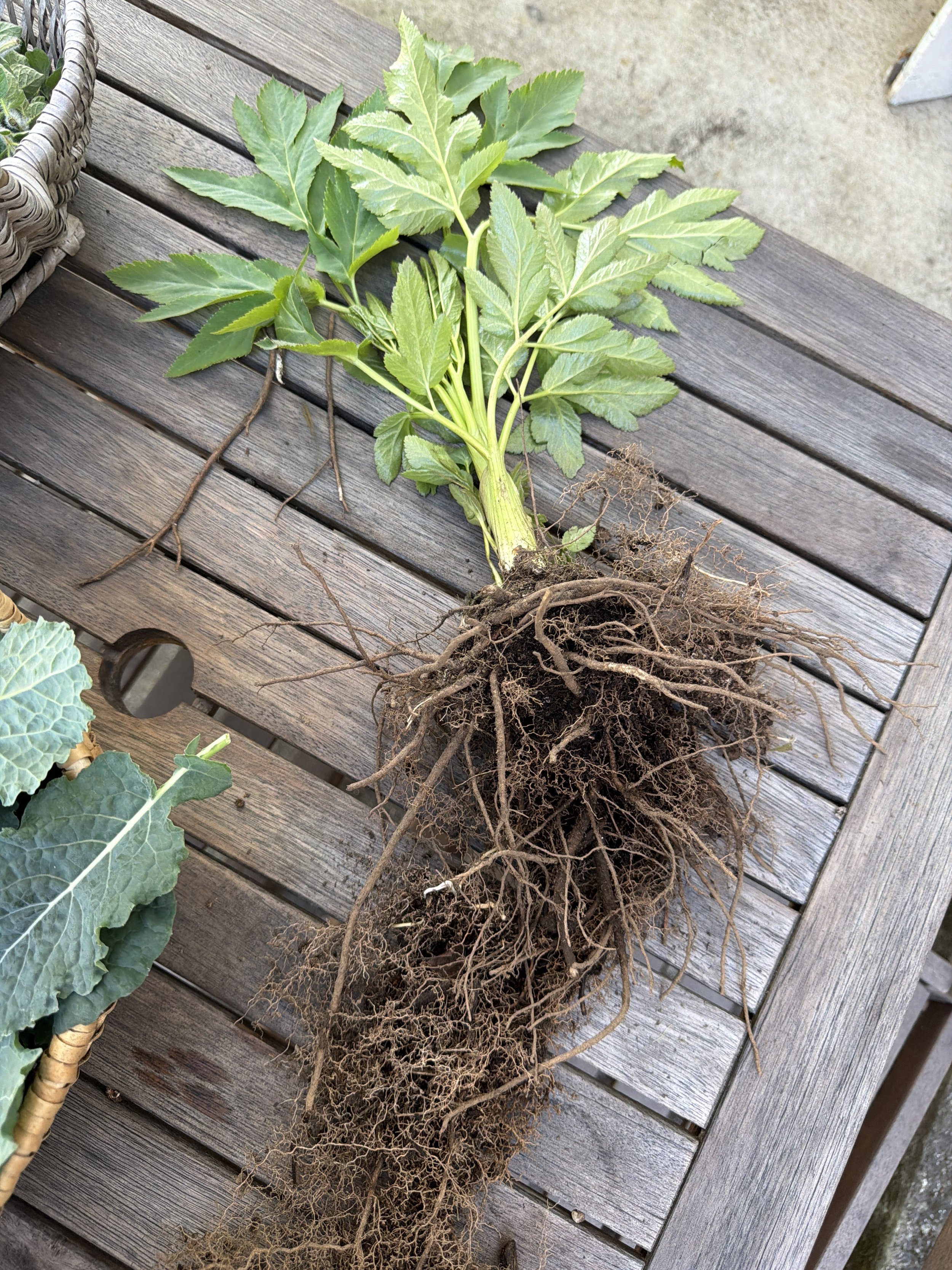 IMG_3736FB50-5372-4786-A327-49732CBD1D86.jpeg (Copy)