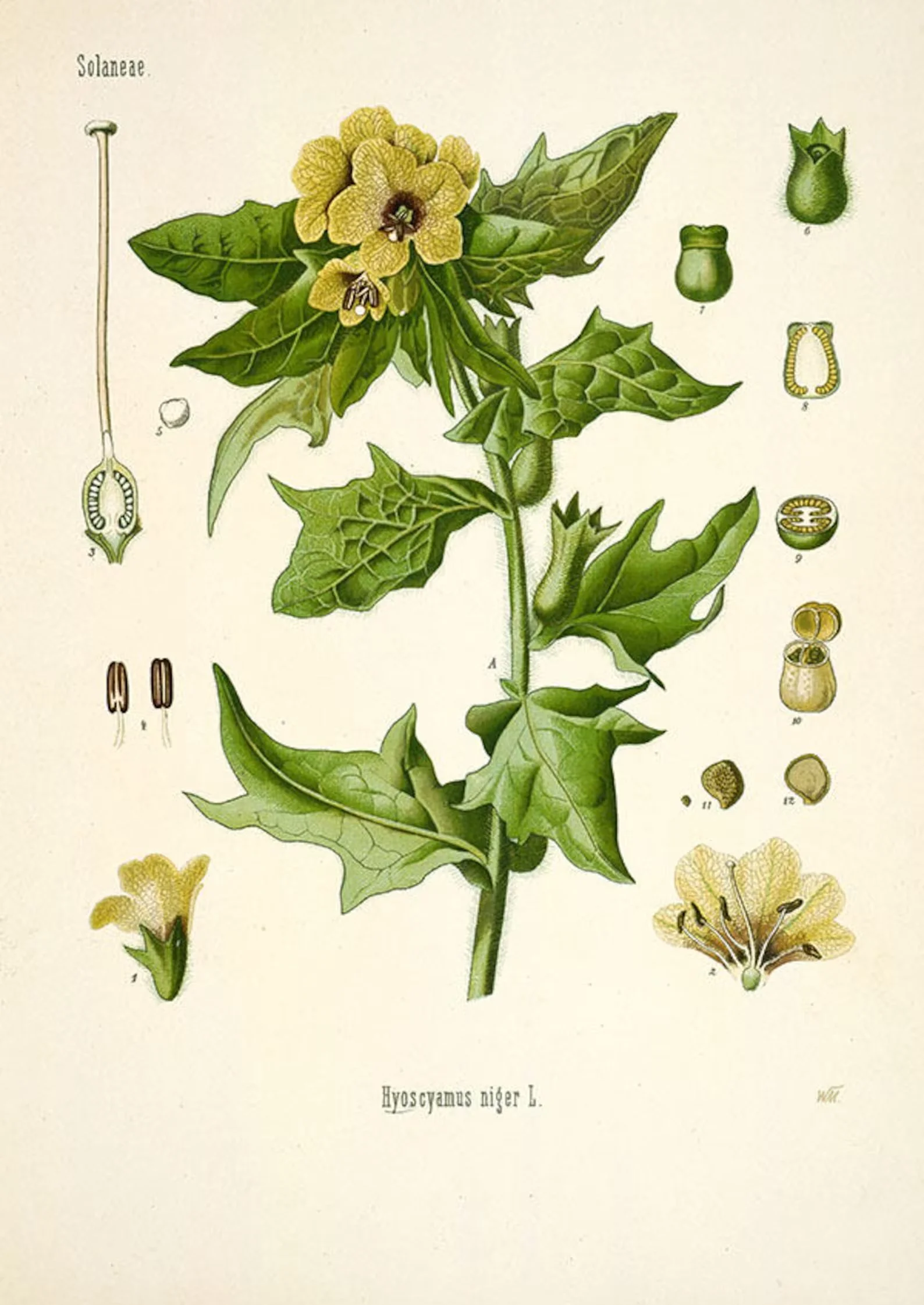 henbane.jpeg (Copy)