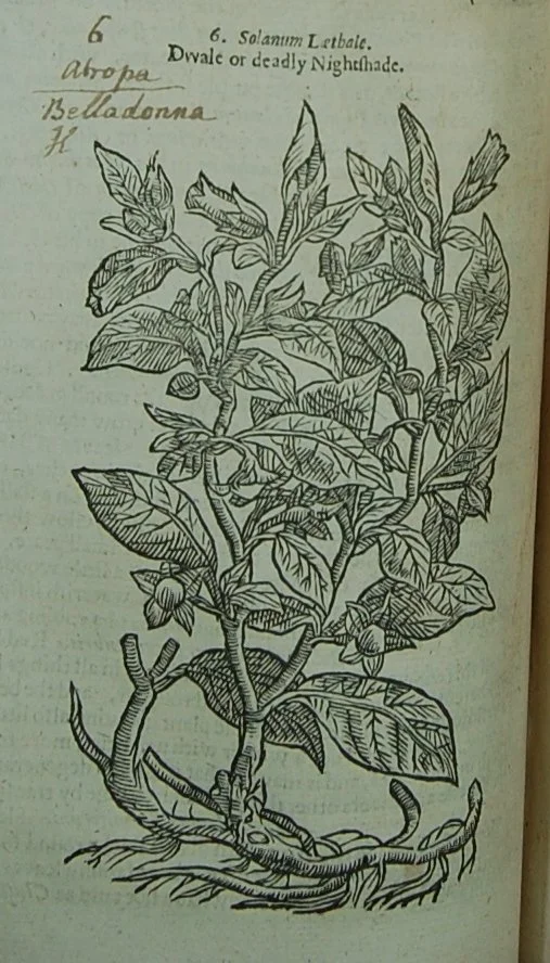 deadly-nightshade-woodcut.jpeg
