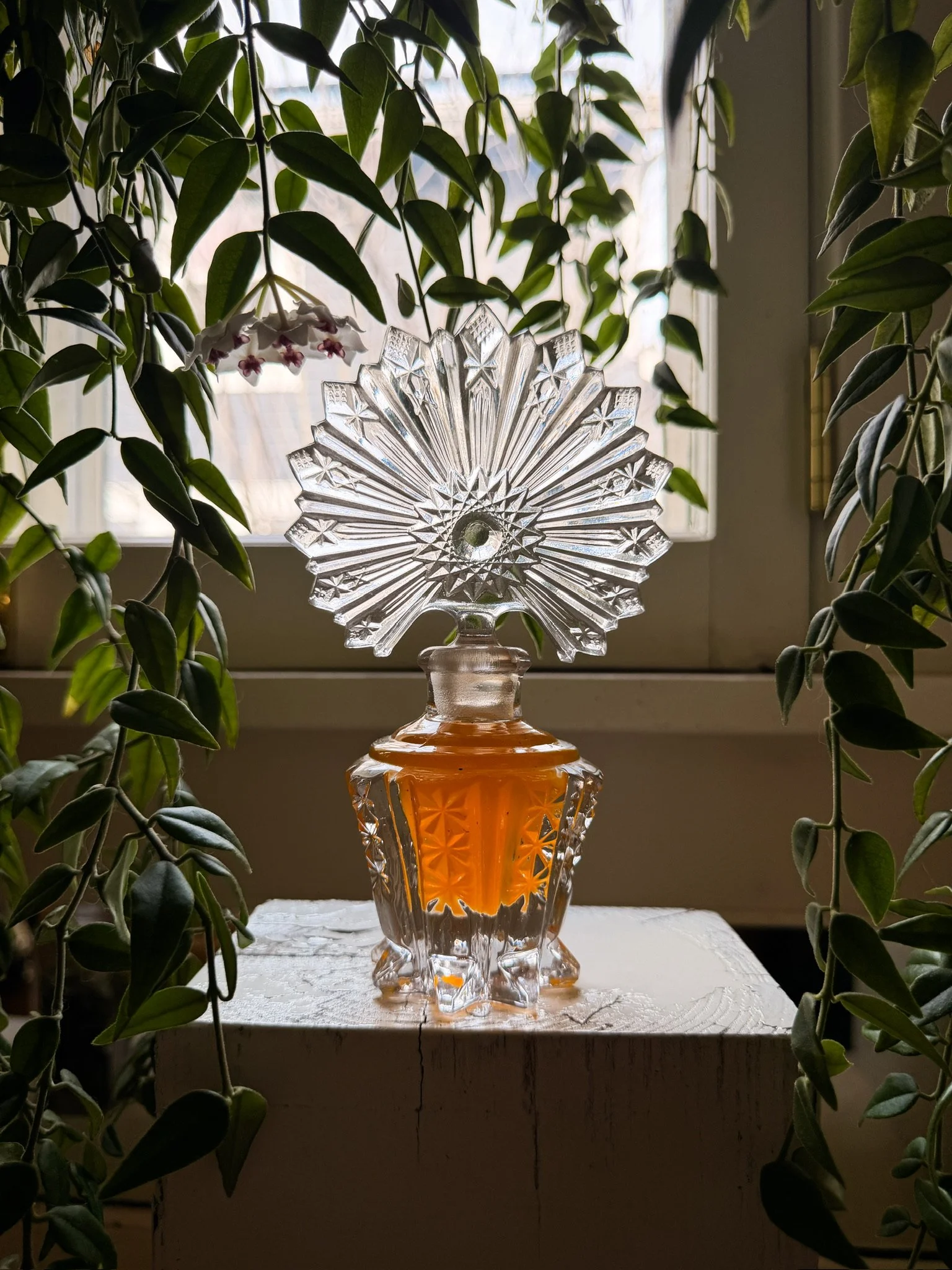 MINAX Botanical Oil Art Object - Starburst