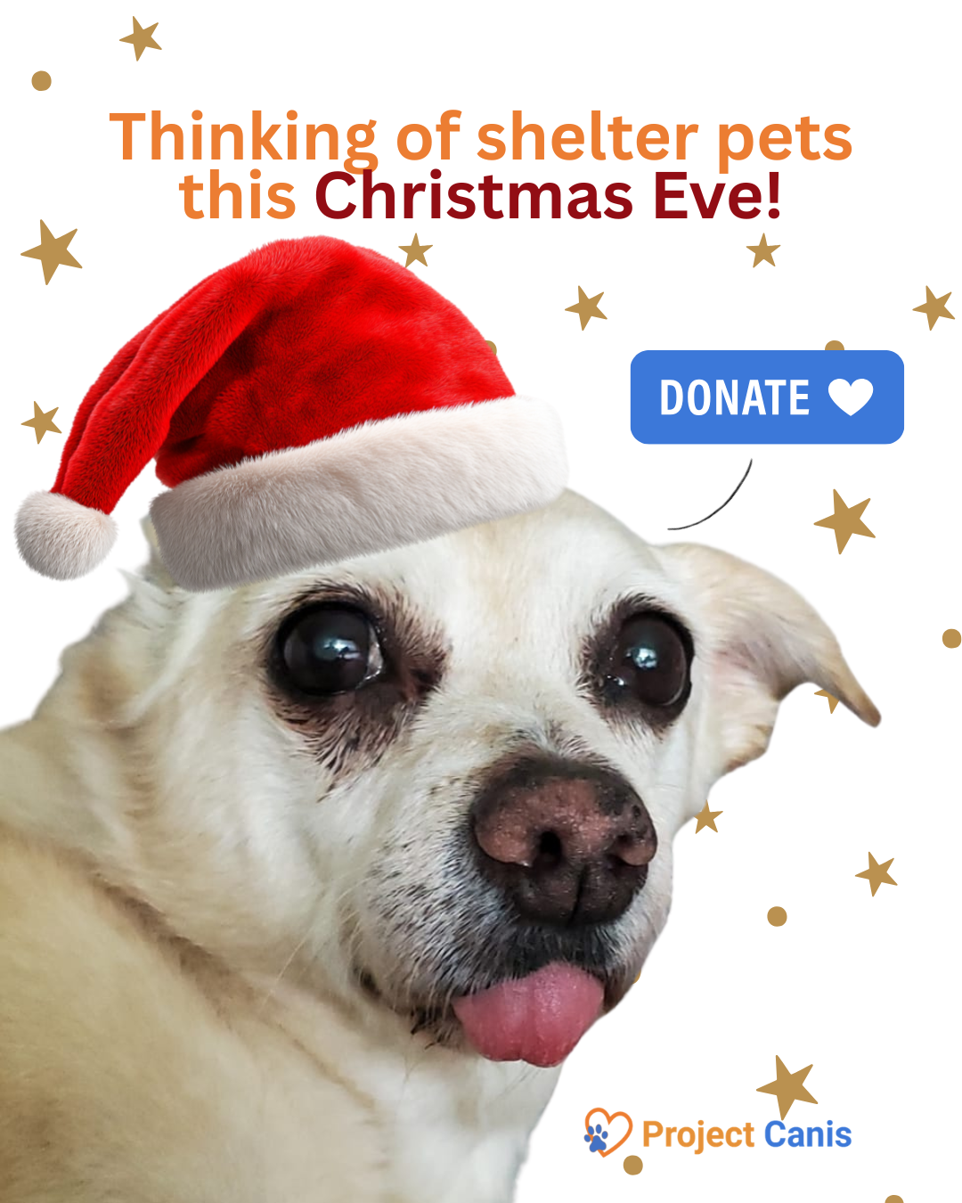 Thinking of shelter pets this Christmas Eve! (1).png