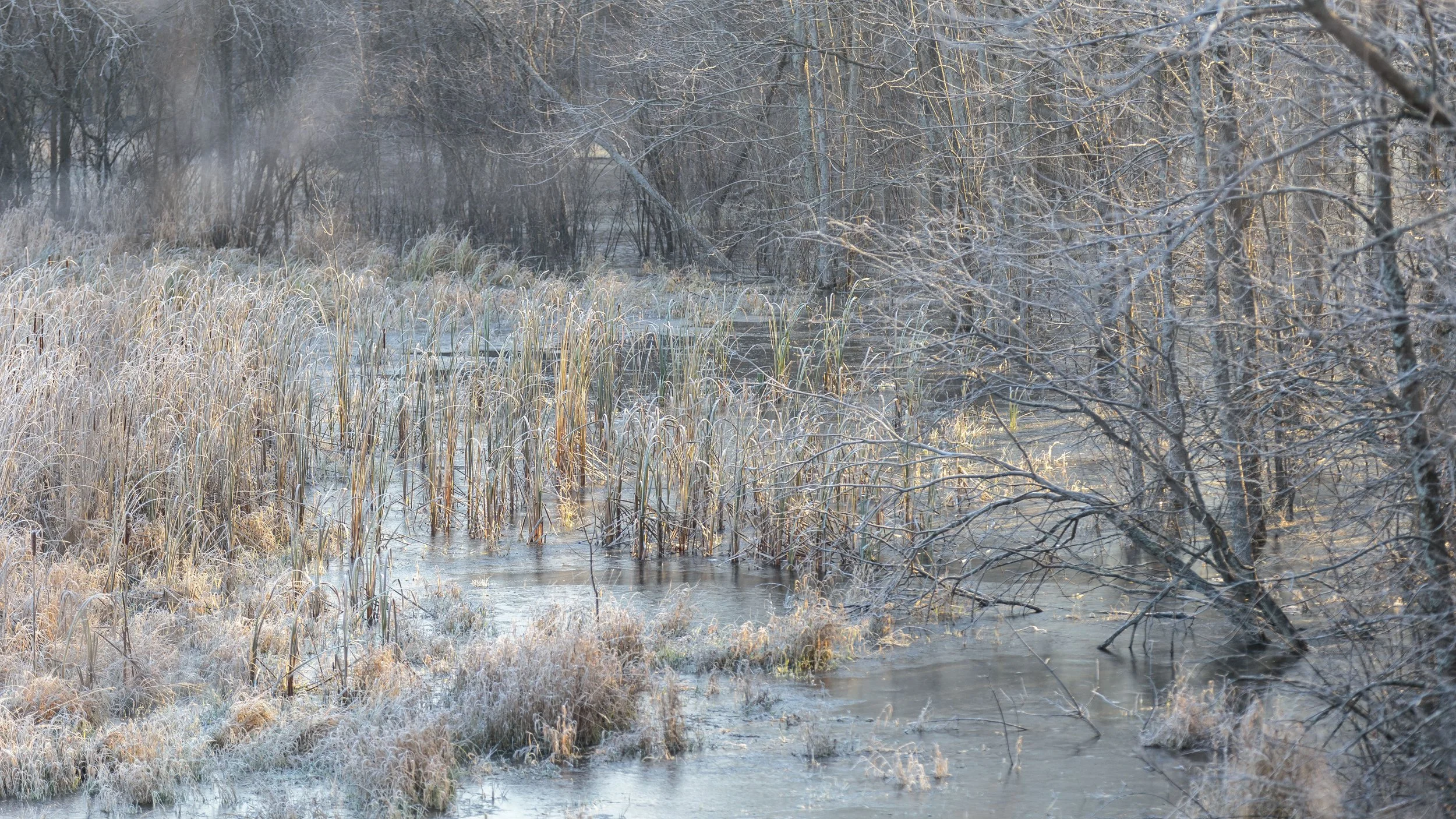 IMG_6443frostypond.jpg