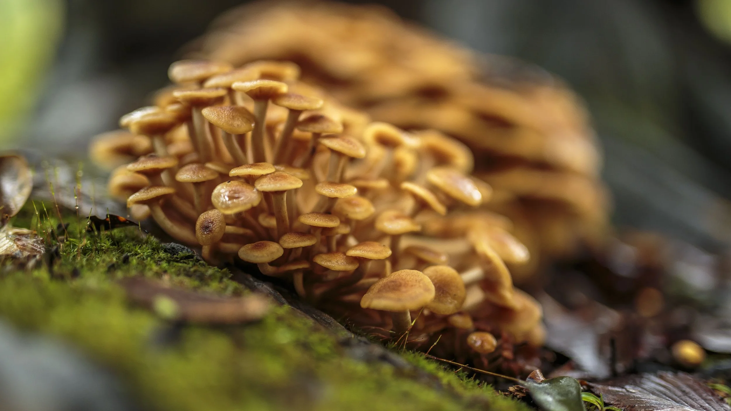 IMG_0573mushrooms.jpg