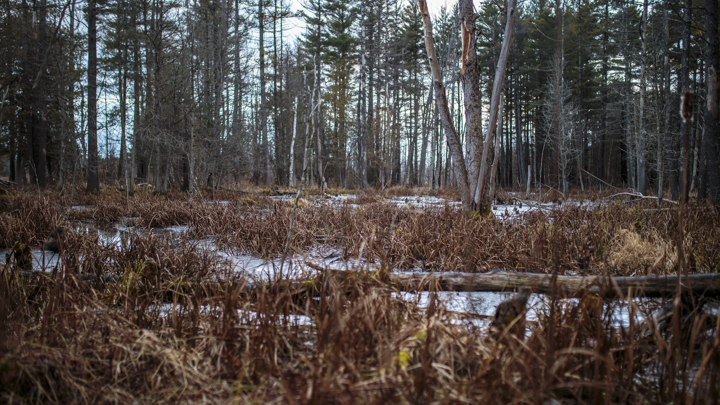 IMG_4120winterpond.jpg