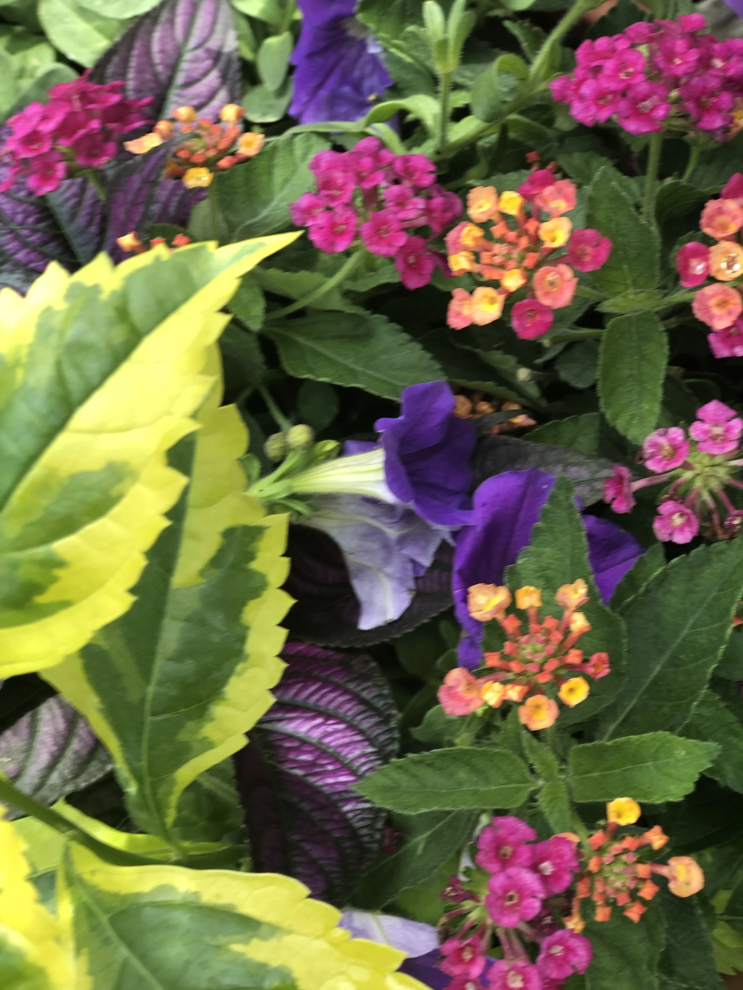 IMG_1985.jpeg