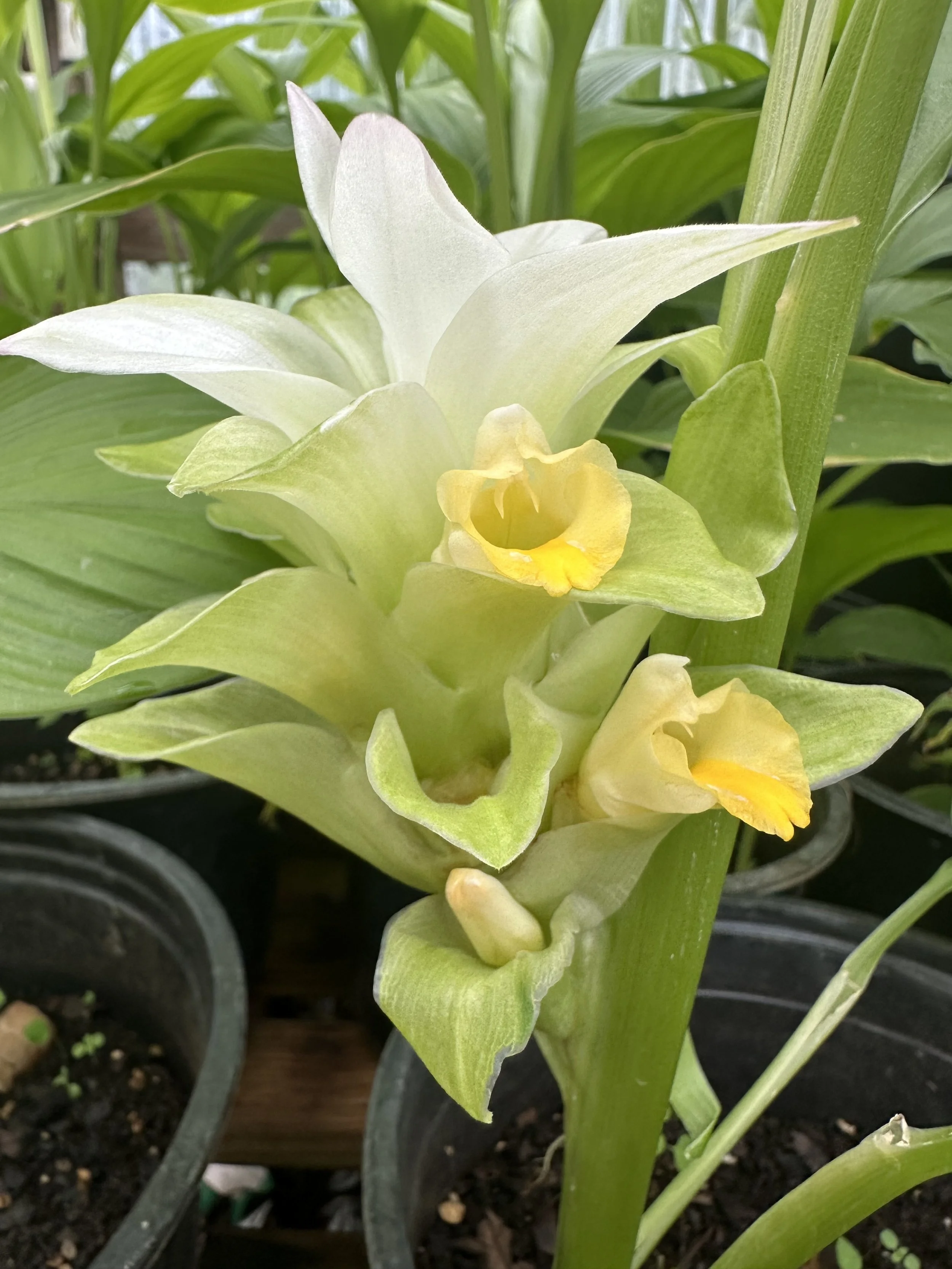 Deer Park Farm  blooms.jpeg