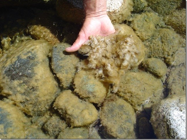 Algae in Drinking Water
