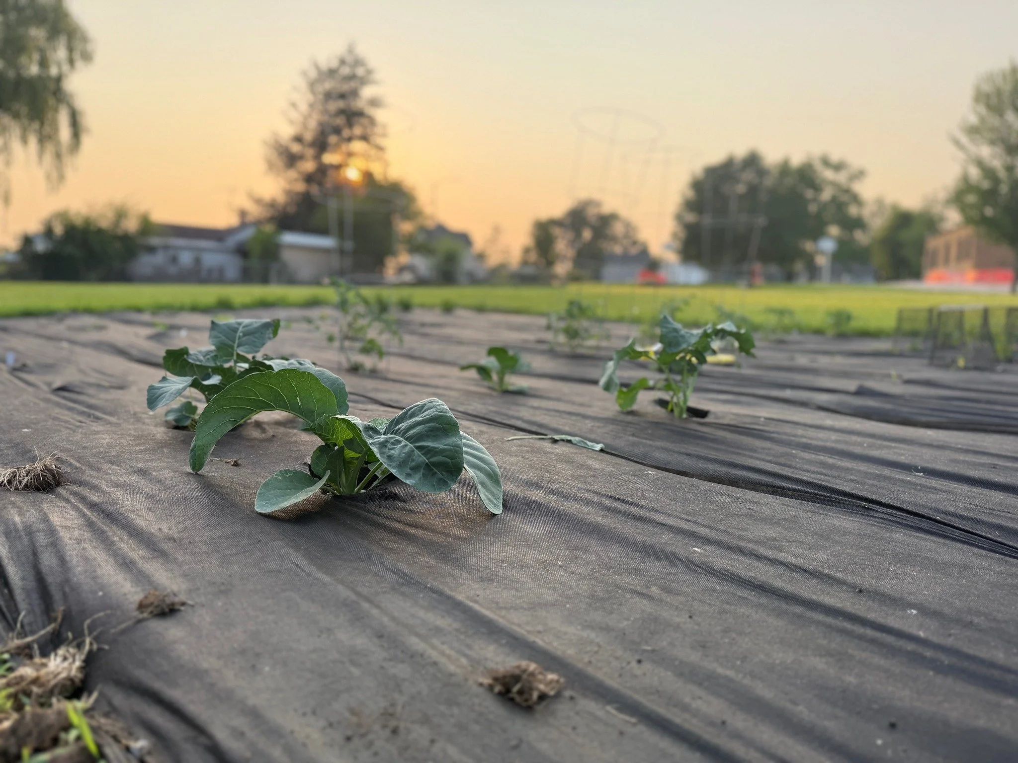2026 Community Garden Planning