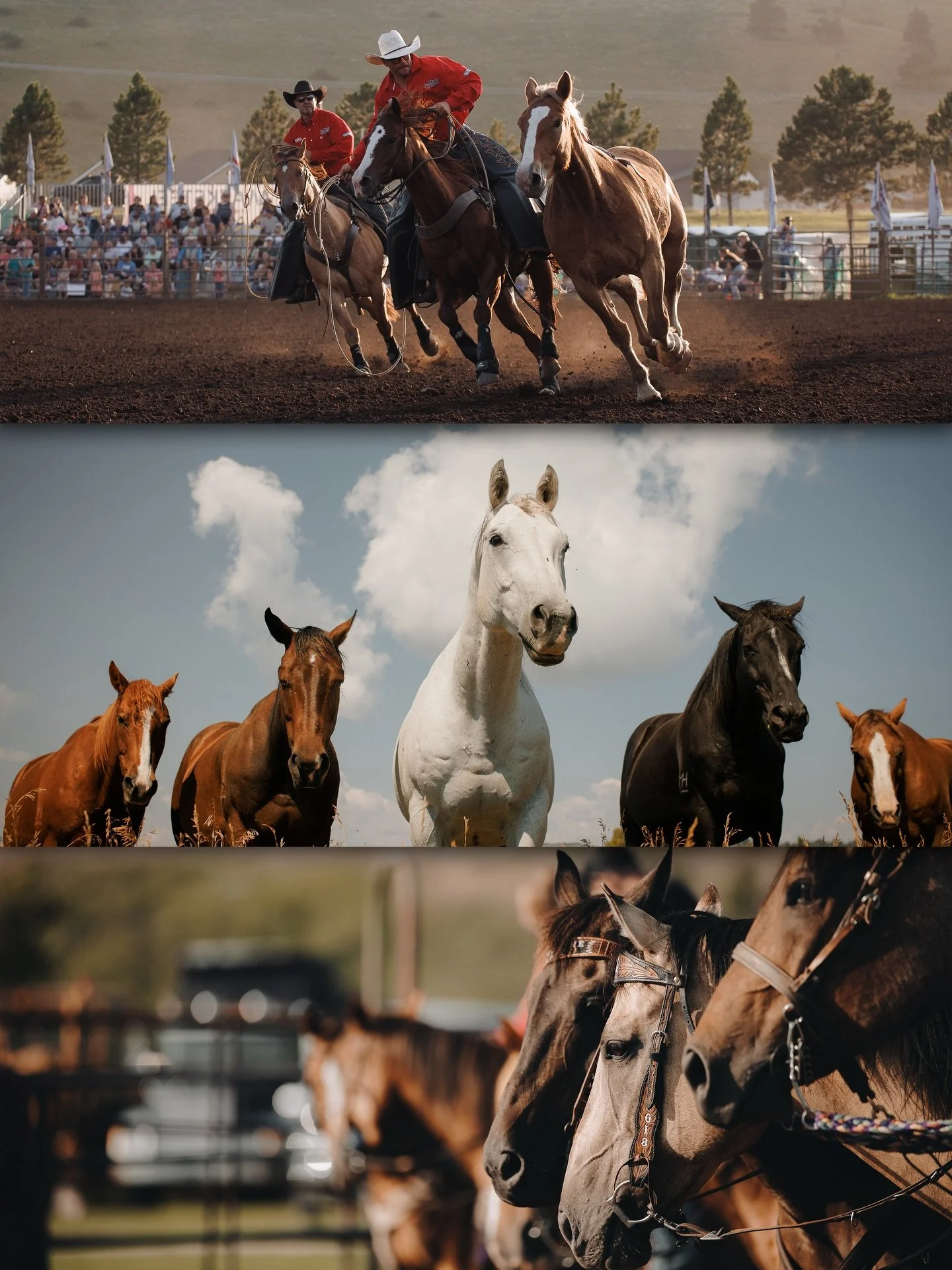 (Don&rsquo;t) quit horsing around&hellip;