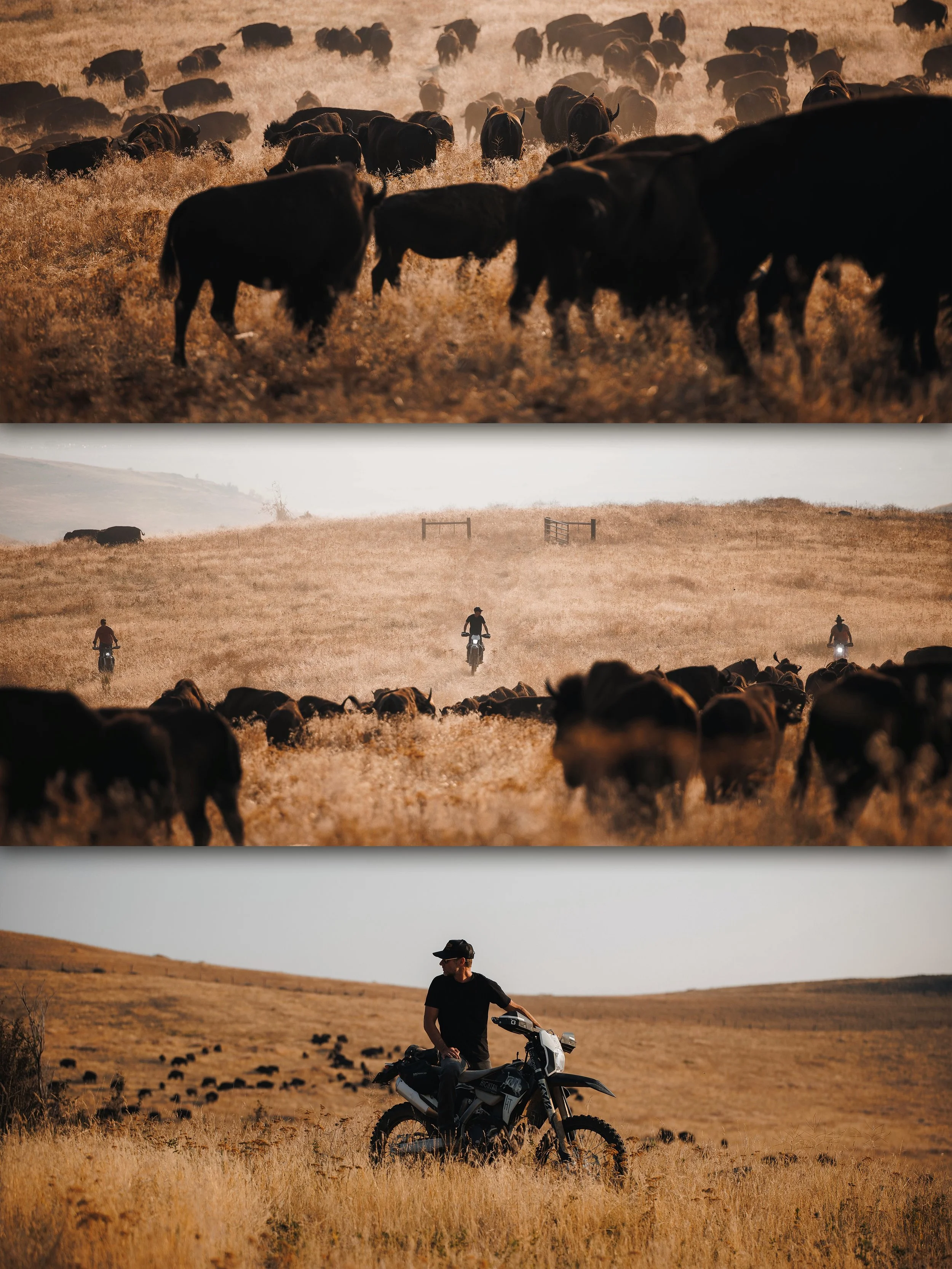 @hightailranch is out here giving &lsquo;steel horse&rsquo; a whole new meaning. Such a crazy experience riding through a full herd of bison, engines growling instead of hooves pounding, dust kicking up in every direction. Motorcycles and cowboy cult