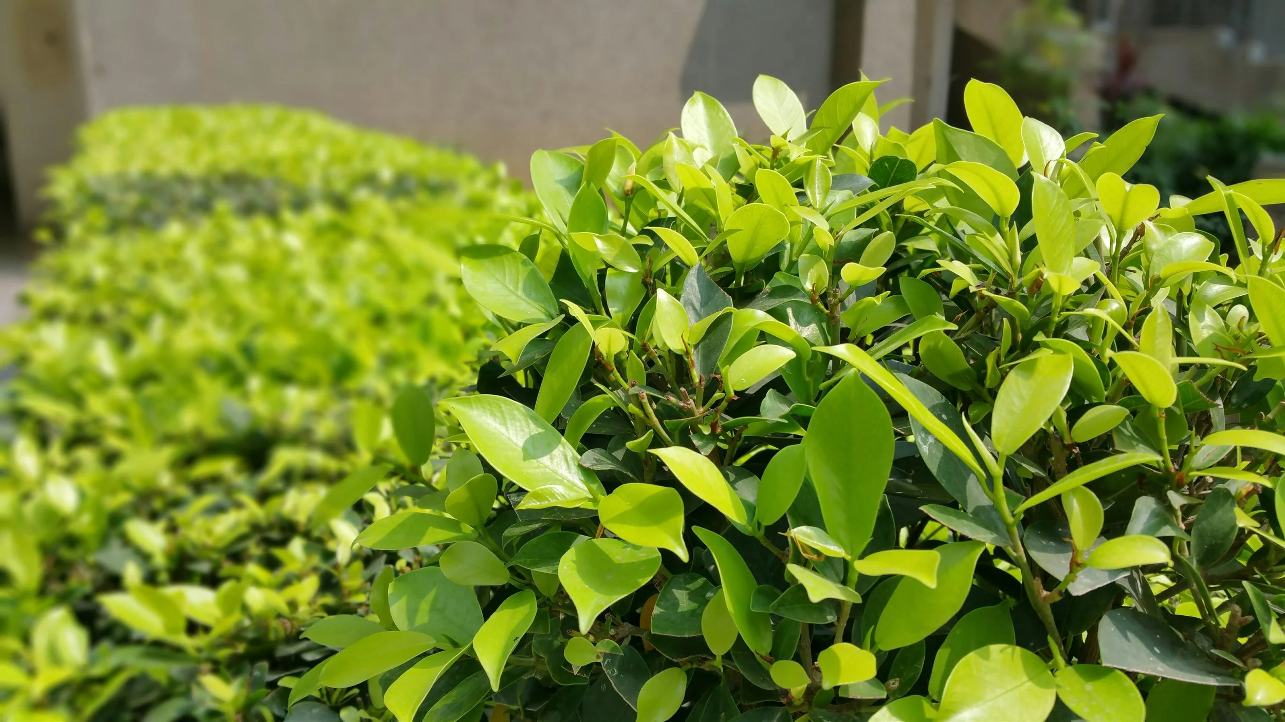 Shrubs — The Tree Farm