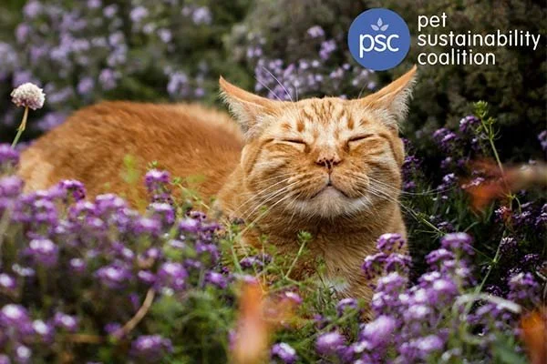 Change Cycle | Allison Reser Hamburger | Pet Industry