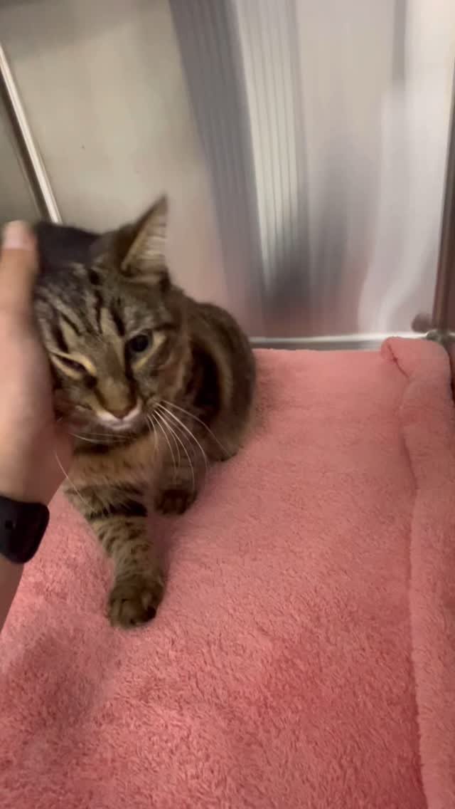 “They took my girlhood, but I stole their hearts 💕 #SpayedAndUnbothered
.
.
.
#vetclinic #vethospital #wollongongvet #wollongong #catsofinstagram