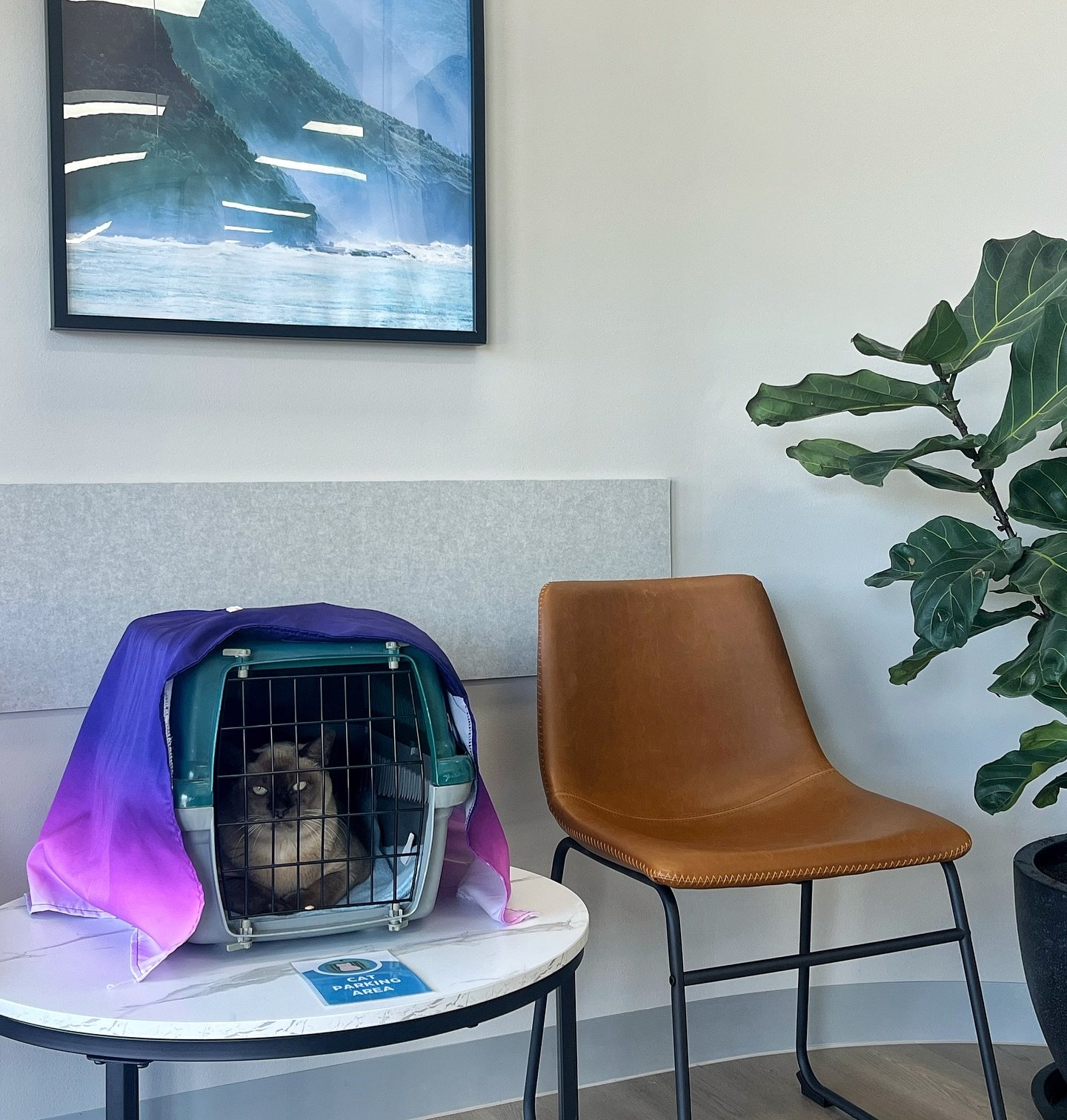 Have you seen our cat parking areas?🐾
Cat parking spots are elevated area’s where your kitty can stay safe and comfortable while waiting for their appointment 🐱✨
Why are they important?
✅ Stress reduction - Cats are naturally more comforta