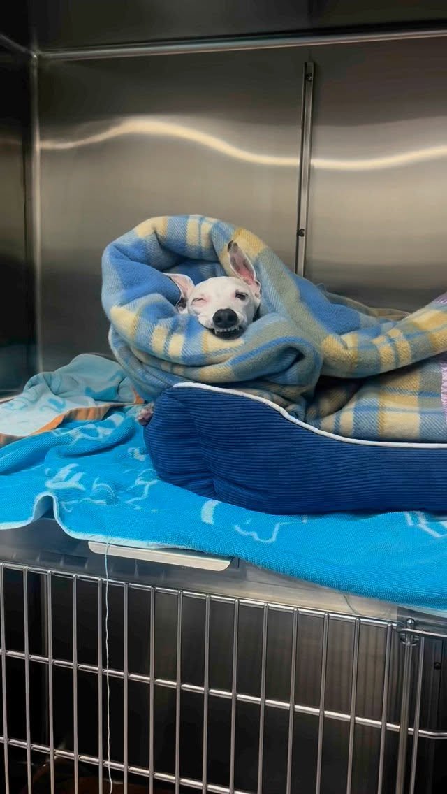 “Sedated? Yes. Manicured? Also yes. Rigby’s priorities are in order 💅🏽✨
#PostOpGlowUp
#highonlife #feelinggood #nailclip #vet #wollongong #wollongongvet