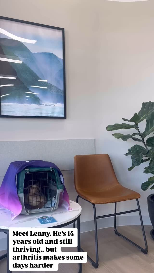 Is your furry friend slowing down ? 🐾 Arthritis affects both dogs and cats more than you might think, especially in this colder weather ❄️
Learn the signs and how to help them stay comfortable and active !
#seniorpets #arthritisawareness #petheal
