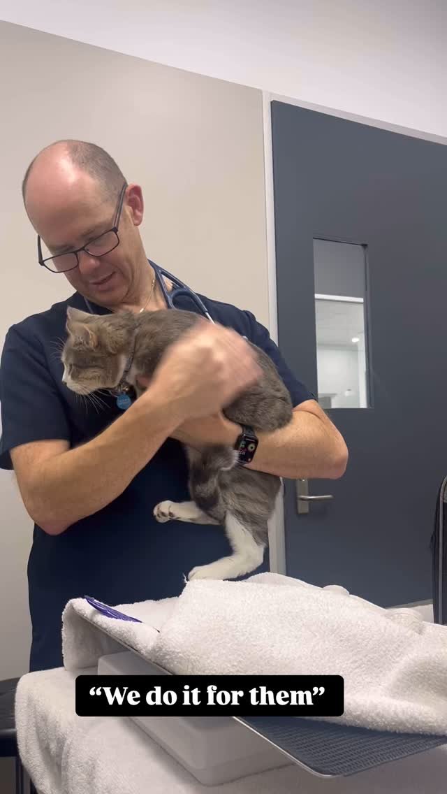 Working in the veterinary industry means celebrating little wins, mourning silent losses, and showing up again tomorrow. Because they’re worth it. Every time 🐾🐶🐱🐰💕
#whywedoit #fortheanimals #vetpurpose #forthem #veterinarymedicine #wollon
