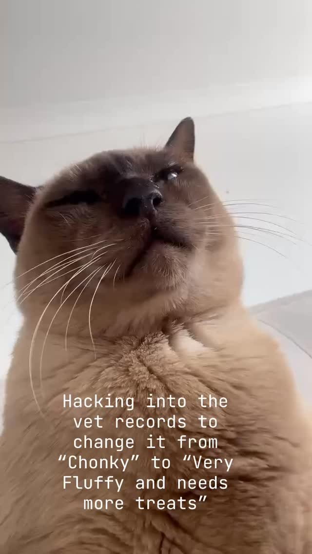 “Vet said I was Chonky. I said Ctrl+Alt+Delete”
#fluffynotfat #selfcare #hacker #vethospital #wollongongvet