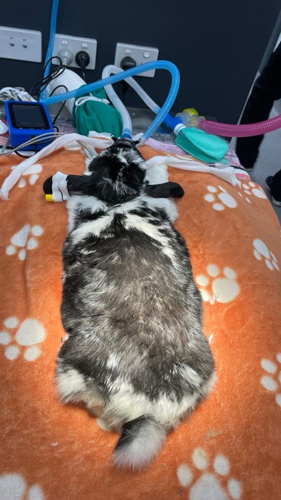 ✨Patient Story Highlight ✨
This lovely lady is Gabby, a 5.5-year-old Mini Lop who visited us when her owner noticed a lump on her abdomen.
After a full assessment, we recommended surgical removal would be the best option. We’re happy to shar