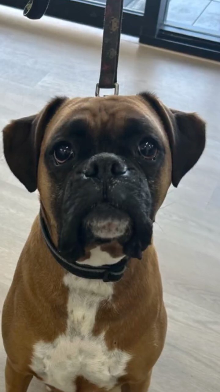 Obsessed with our patients, but this is why our camera roll is always full 🤣
#vetmed #vetnurse #cuteanimals #wollongong #dogsofinstagram #catsofinstagram