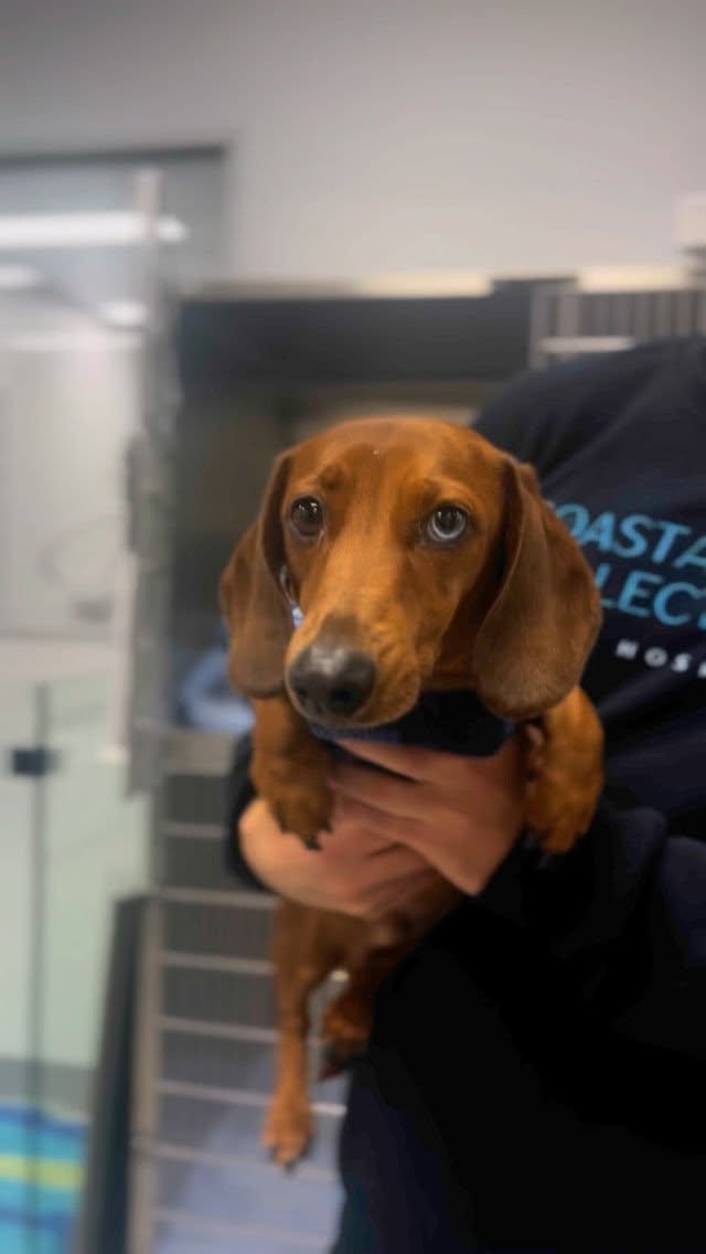 Handsome Winston 🐾💕🥰 This little guy had us all melting with his big eyes and snuggles
.
.
.
#DachshundLove #DachshundLife #Doxie #DachshundOfInstagram #SausageDog #wollongongvets #vet #dogsofinstagram
