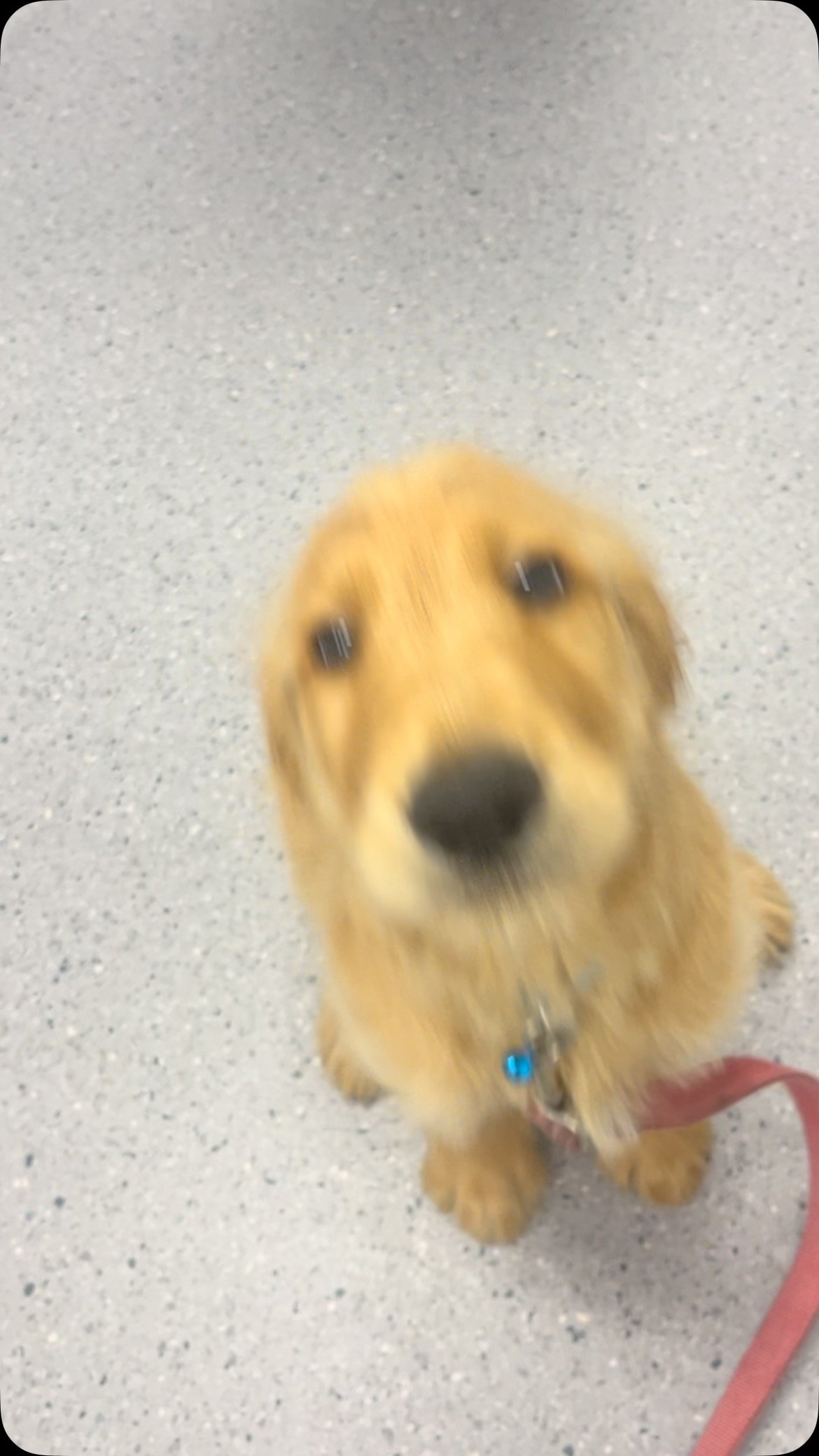 How cute is Truffles the baby Groodle 🐾💕
Tiny tail wags and big brave energy for his puppy vaccines 🐶
.
.
.
#puppylove #cutestpup #littlebaby #groodlepuppy #groodlepuppy #cutenessoverloaded #puppyvaccines