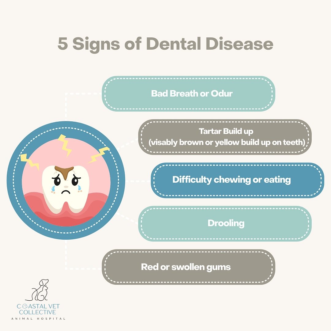 🦷🐾 July & August are Dental Health Months 🐾🦷
Did you know that over 80% of dogs and cats show signs of dental disease by age 3? 😬
Dental care isn’t just about fresh breath — it’s vital for your pet’s overall health.