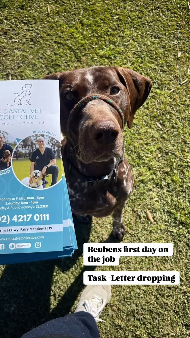 You’ve got mail! And paw prints… And possibly a small bite mark…
Reuben was here. 🐶📬
✨Our pamphlet promotion is running up until 30th September ✨
So check your mailbox or mention this flyer and receive a discount on your pet