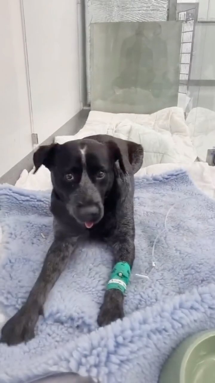 Meet Ricky 🐾✨
This brave little fighter came to us after being hit by a car, suffering head trauma that caused serious neurological issues:
⚠️ Abnormal eye movements
⚠️ Loss of feeling in his back legs
⚠️ Unable to stand or walk
Miraculously, Rick