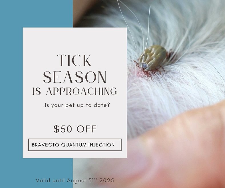 🐾 Is your Pet Up to date with their tick prevention? 🐾
Did you know one tiny tick can cause paralysis or even death in pets? 🐶🐱
Found mostly in Australia’s east coast, paralysis ticks release a toxin that affects the nervous system.
Earl