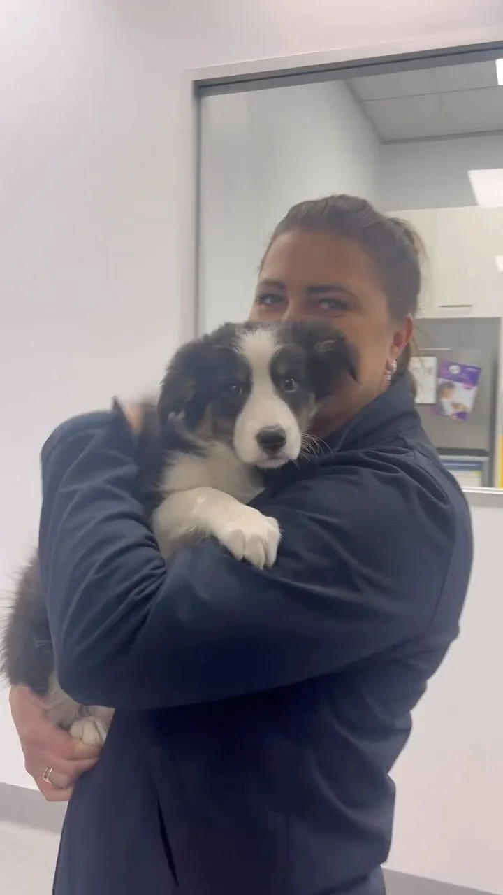 Behind the scenes when your pet is with us - whether they’re in hospital or in the treatment area, they’re never short on love 💕
Snuggles, gentle care, and lots of attention… just like we’d give our own 🐶🐱🐰💖
#wollongon
