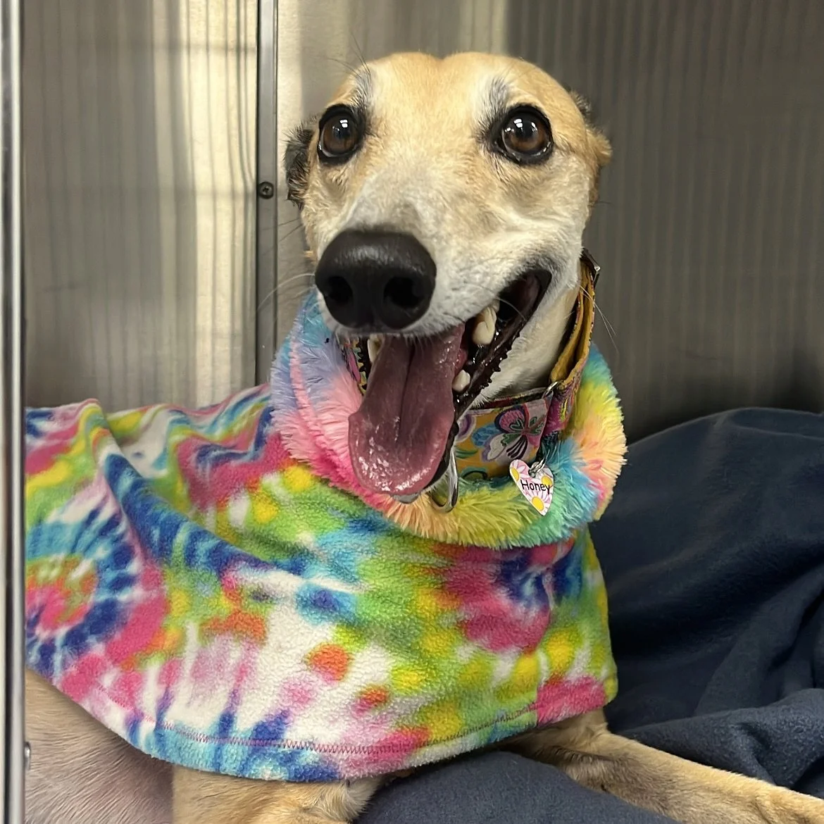 Meet Honey 🍯 the Greyhound!
She just took advantage of our dental promo
$50 off until Aug 31st!
Swipe to see her ✨ before & after ✨ from a full dental scale, polish, and X-rays. 🦷🪥
Routine dental care helps prevent pain, infection, and toot
