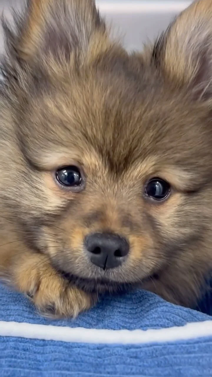✨Meet Whiskey✨
Our tiniest patient - 8 weeks old at the time and already showing up to his resilience.
One fractured tibia, one big personality and endless tail wags 🐾🐶🦴
#pomeranian #smallbutmighty #wollongongvet #wollongong #vetclinic #recove